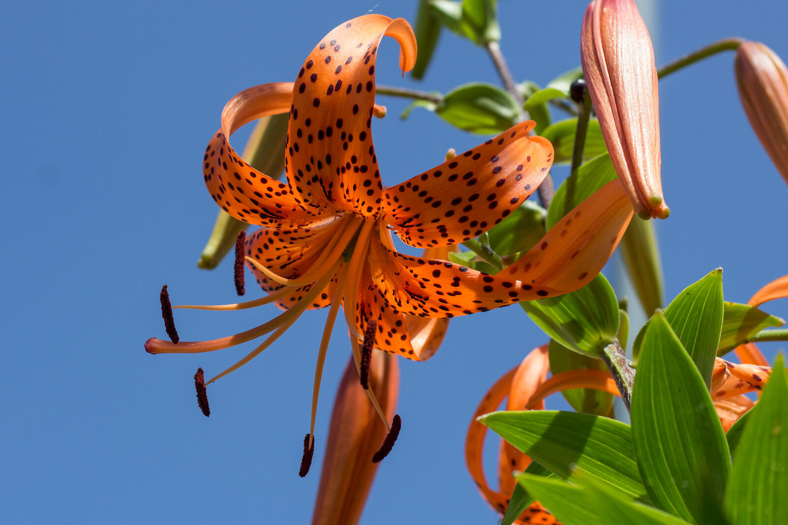 lilium.jpg