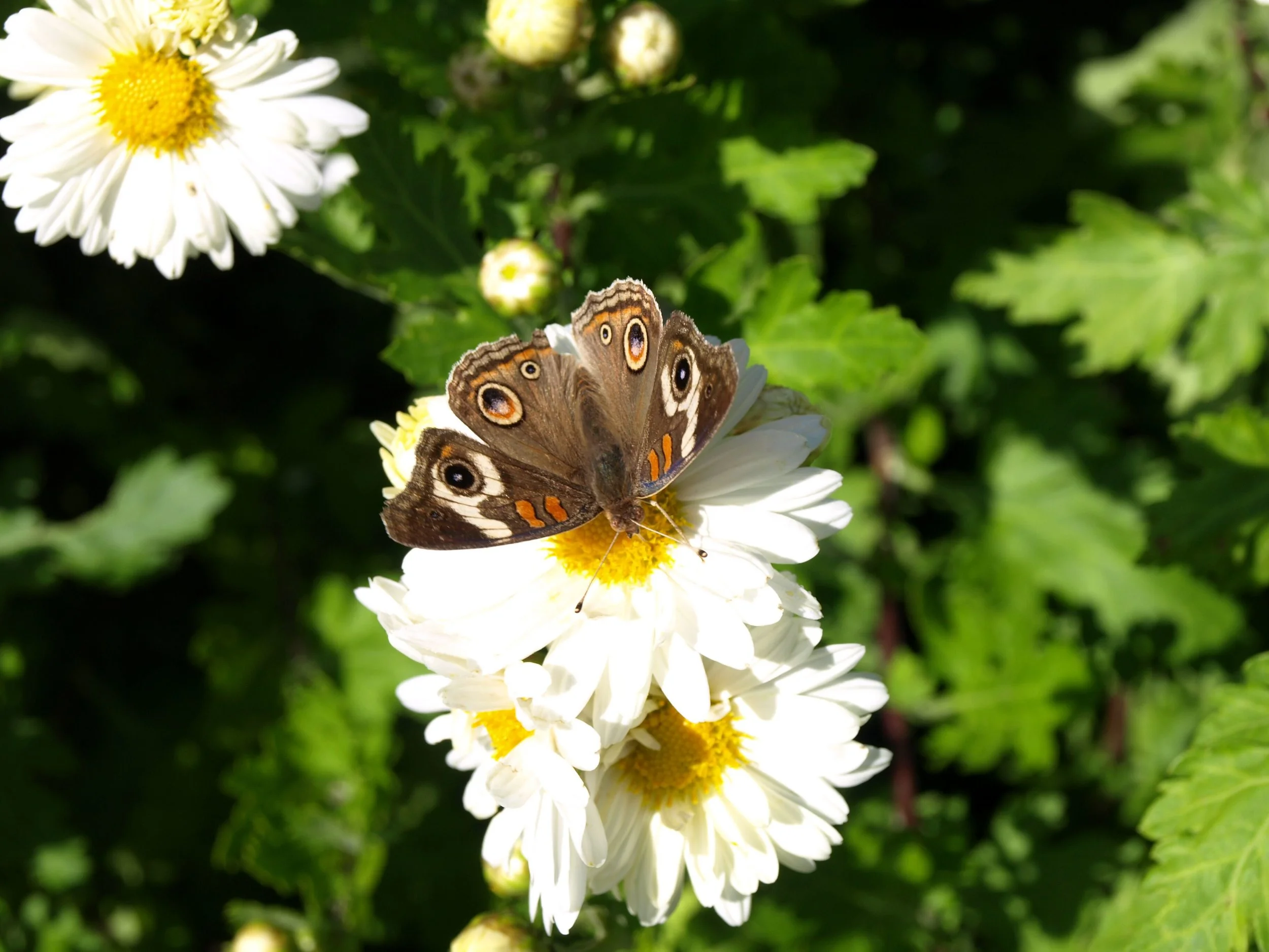 Herbal Contamination Puts Chinese Herbal Medicine At Risk