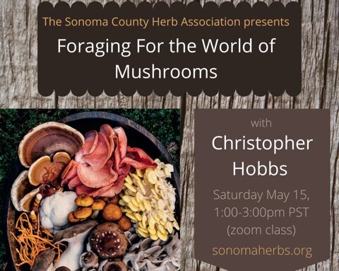 Foraging for the World of Mushrooms