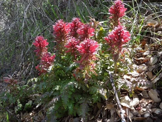 Botanical Analogues with Benjamin Zappin, L.Ac., Part Two