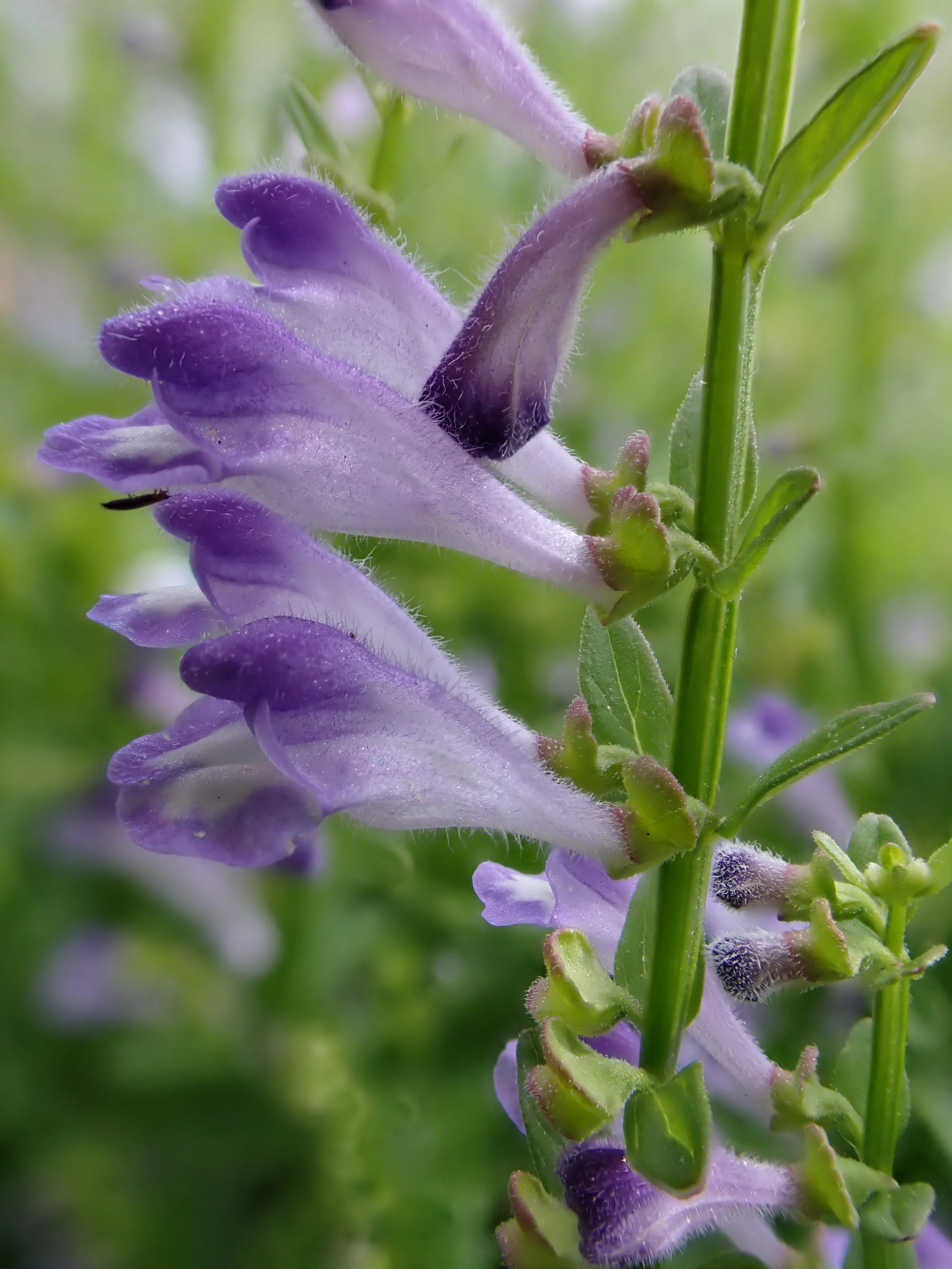 Farming Chinese Medicinal Herbs: What New Farmers Need to Know