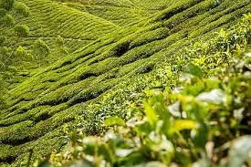 "Tea Cultivation: Biodiversity, Historical Medicinal Use and Pao Zhi” with Brian Kirbis
