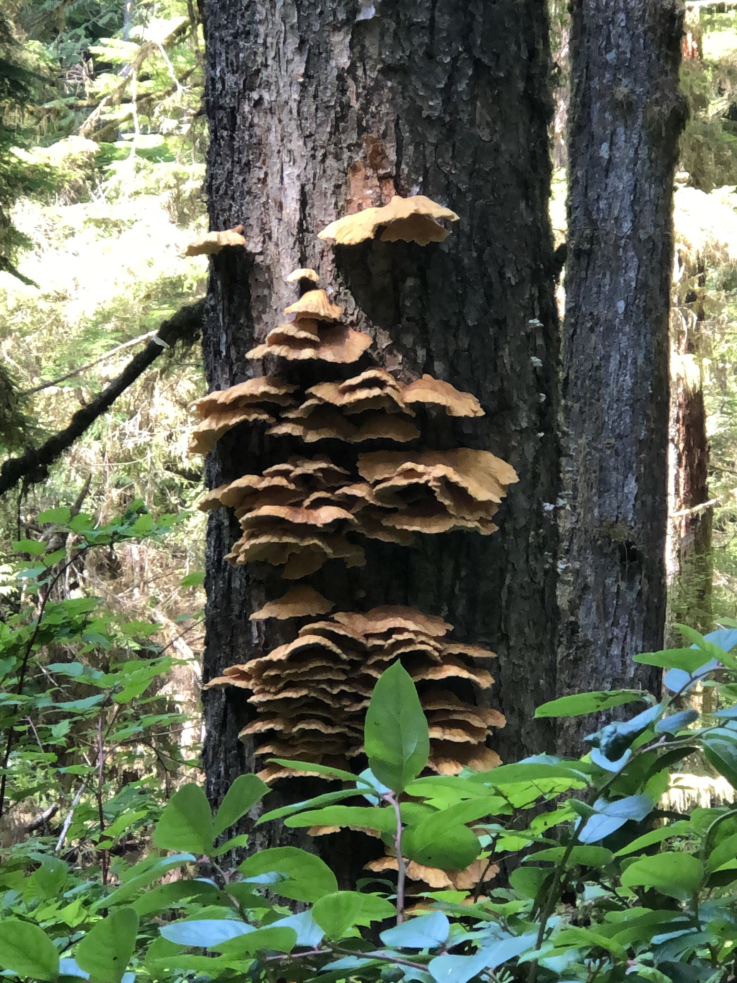 "Navigating Functional Mushrooms: Part Two" with Erin Masako Wilkins and Ryath Fujita Beauchene