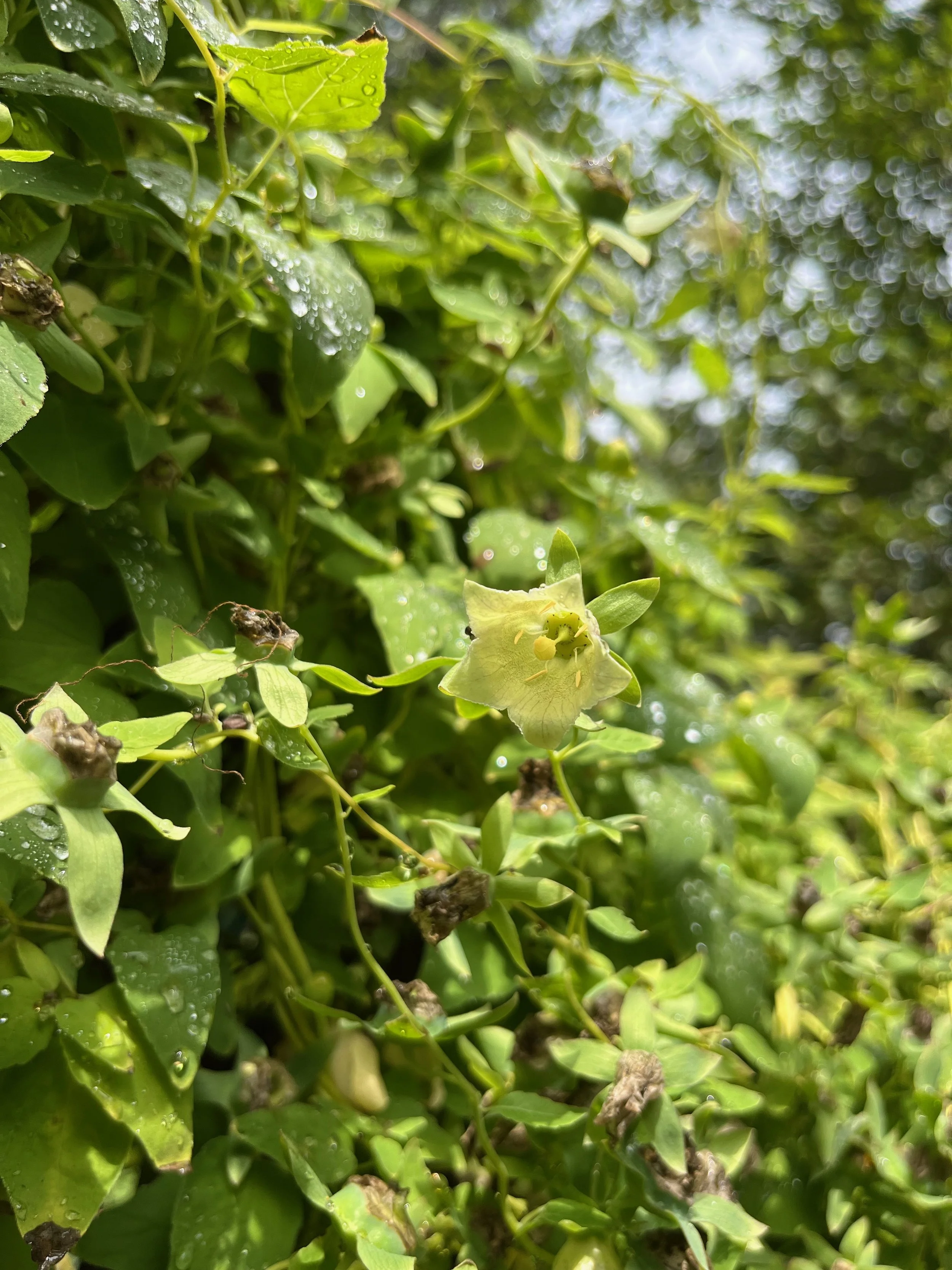 "Herb in Profile: Dang Shen, Codonopsis pilosula" with Rachael Witt and Lindsay Warshaw