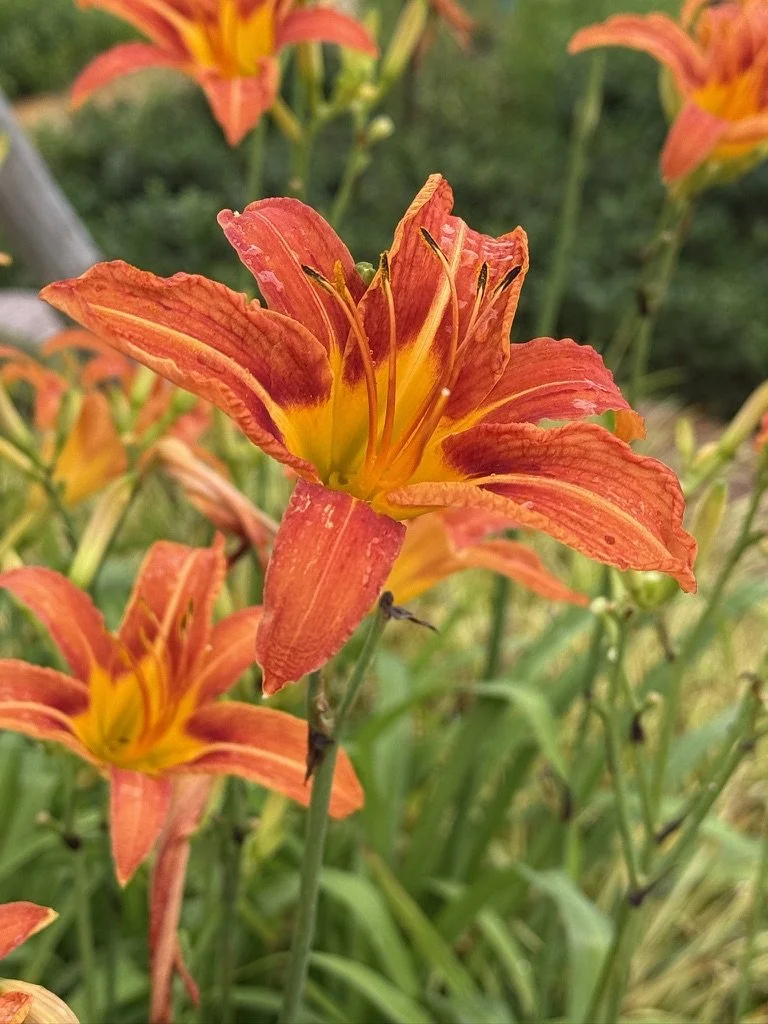 Lilium Initiative's 2026 Seed Grant Presentation, with Denise Cusack