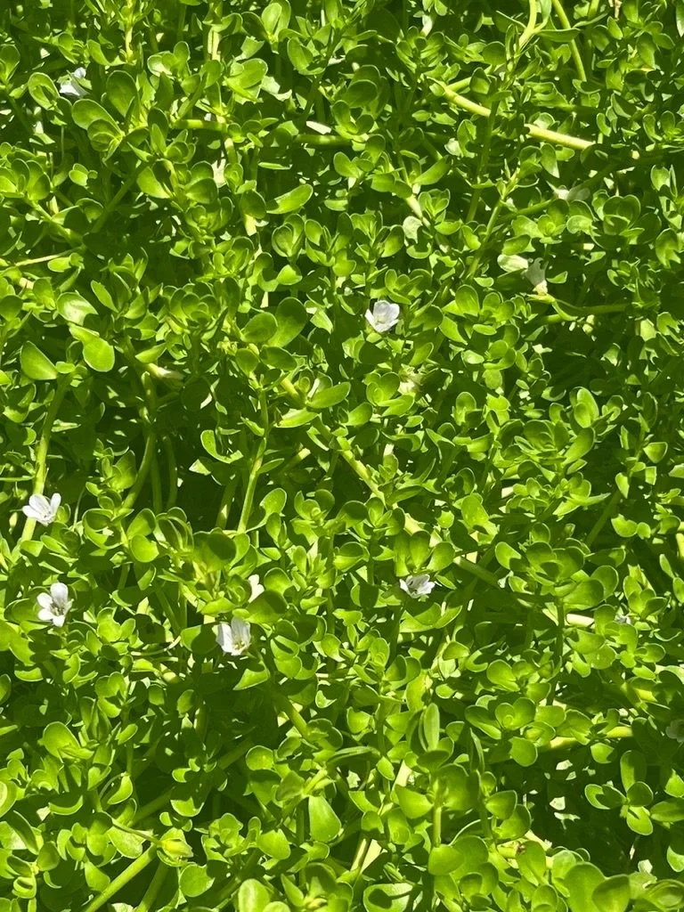 "Adulteration in the Herbal Market" with Robyn Klein, M.Sc.