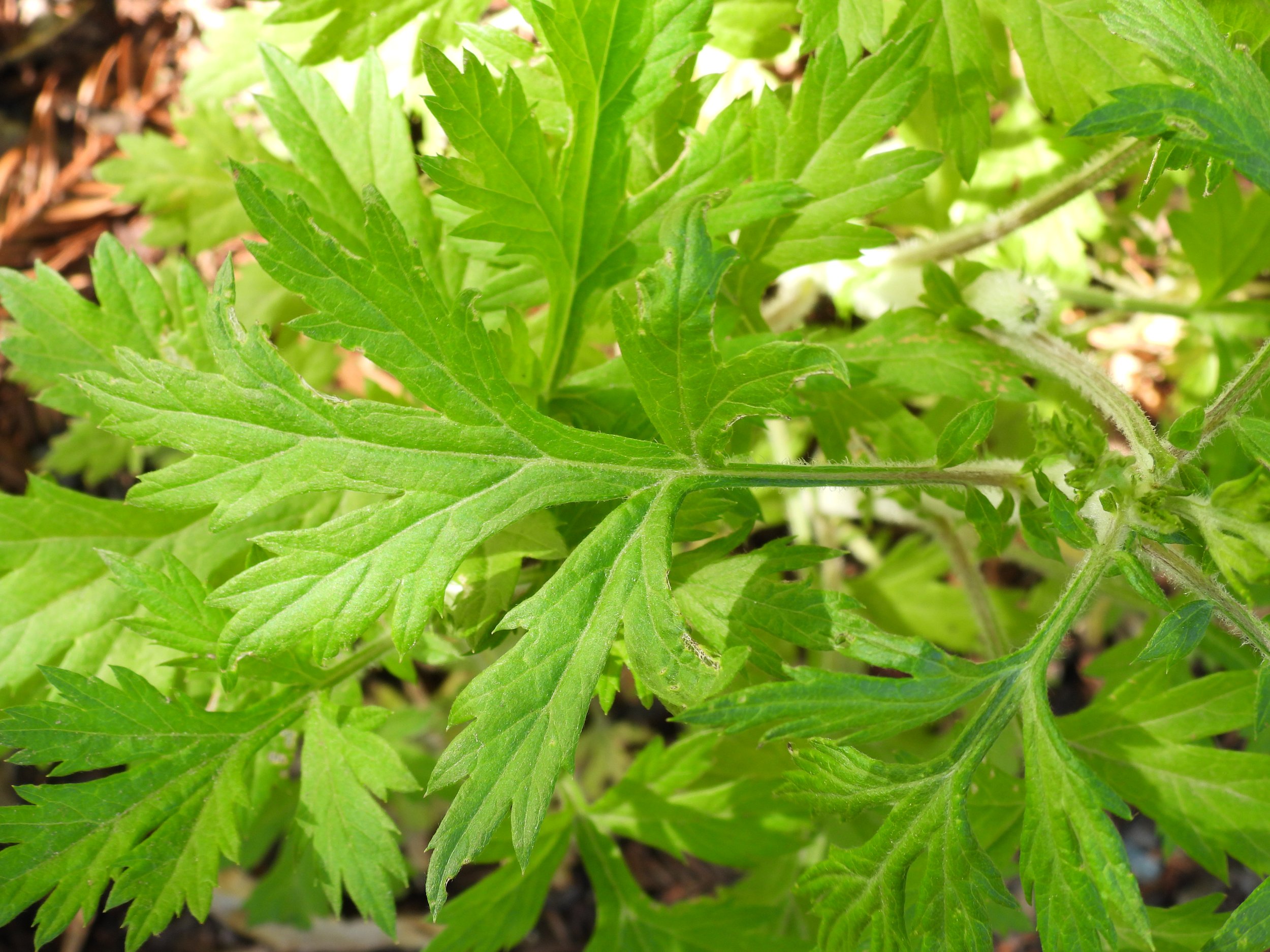 "Utilizing Herbal Potency in Lurking Pathogens" with Dr. Kerri Westhauser, DACM, L.Ac. 