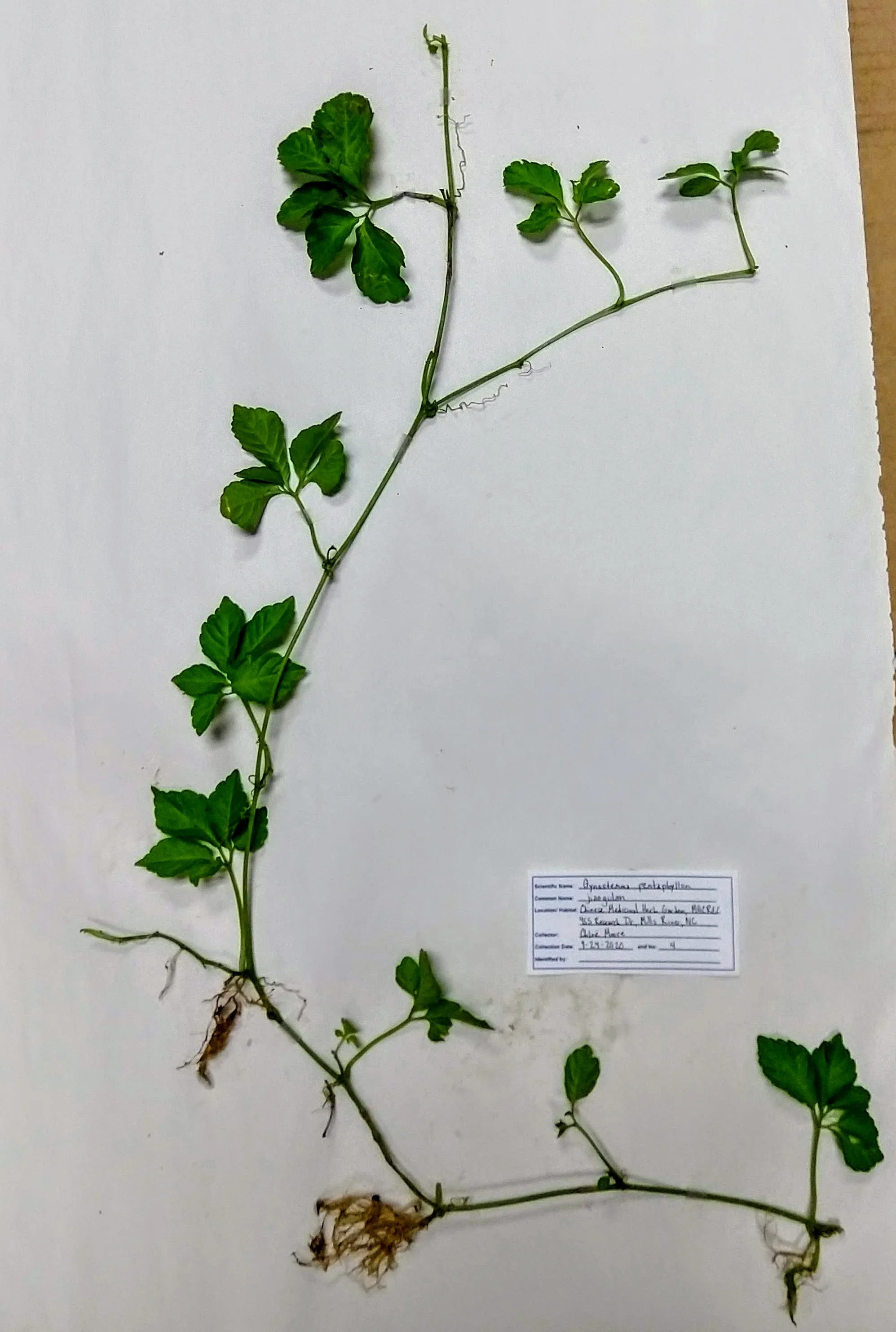 "Pressed Plant Vouchers for Identification and Art" with Margaret Bloomquist