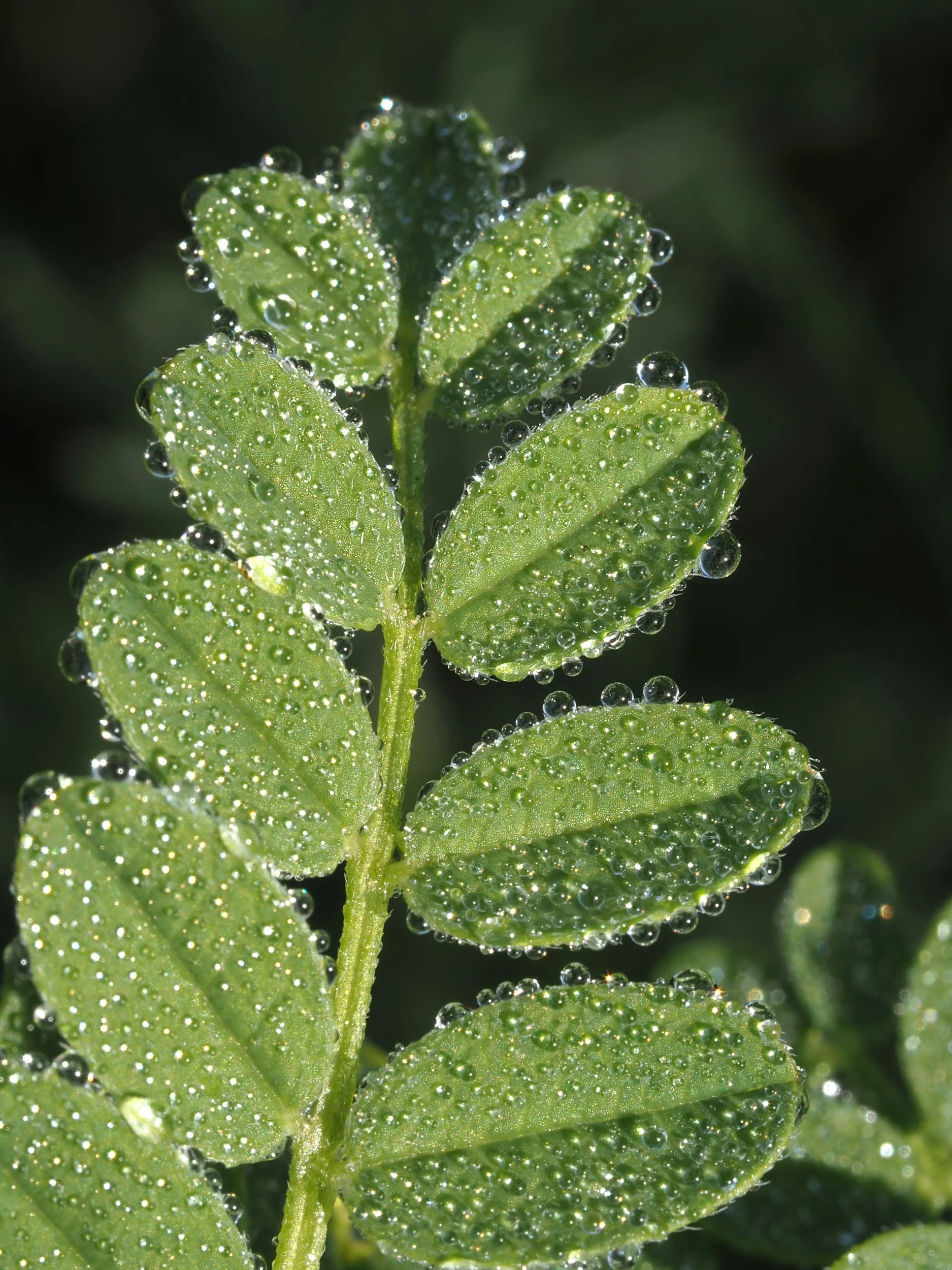 “Organoleptic (Sensory) Assessment of Botanical Ingredients” WITH ROY UPTON