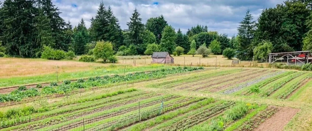 Medicinal-herb-farm.jpg