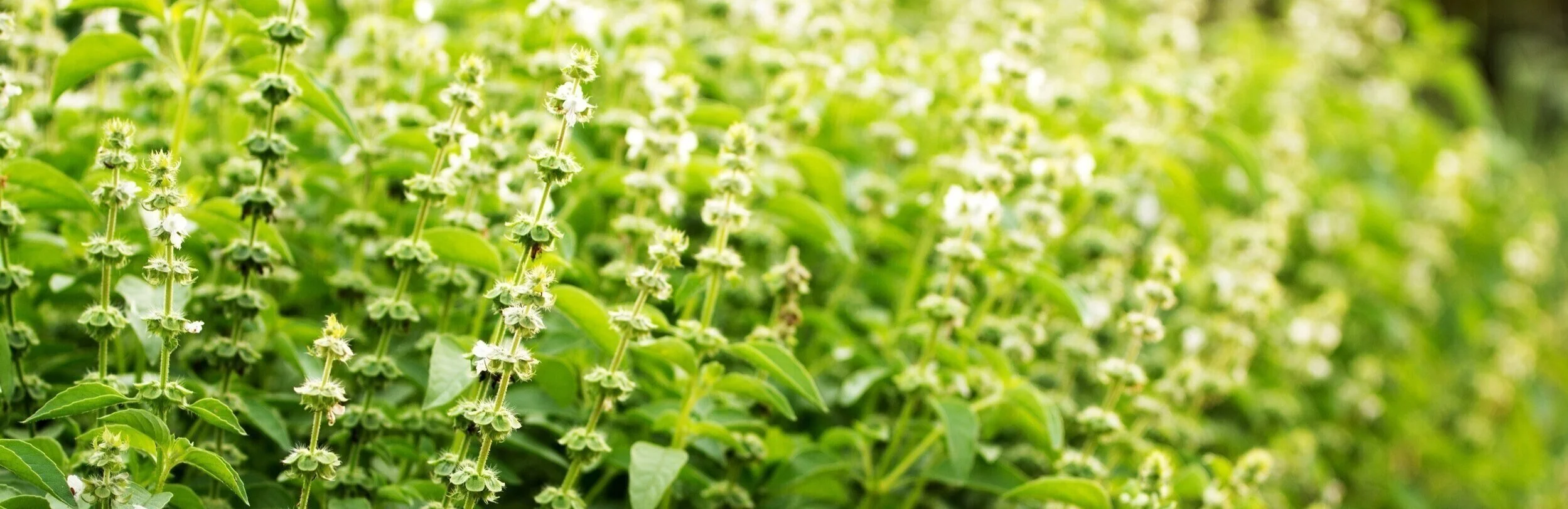 tulsi-holy-basil.jpg