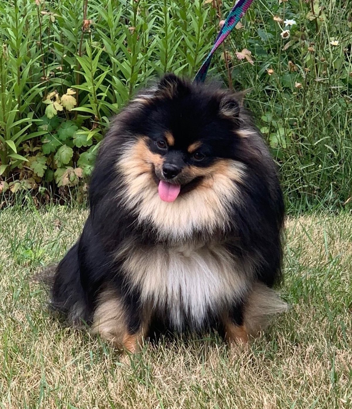 Females — Dakota Poms