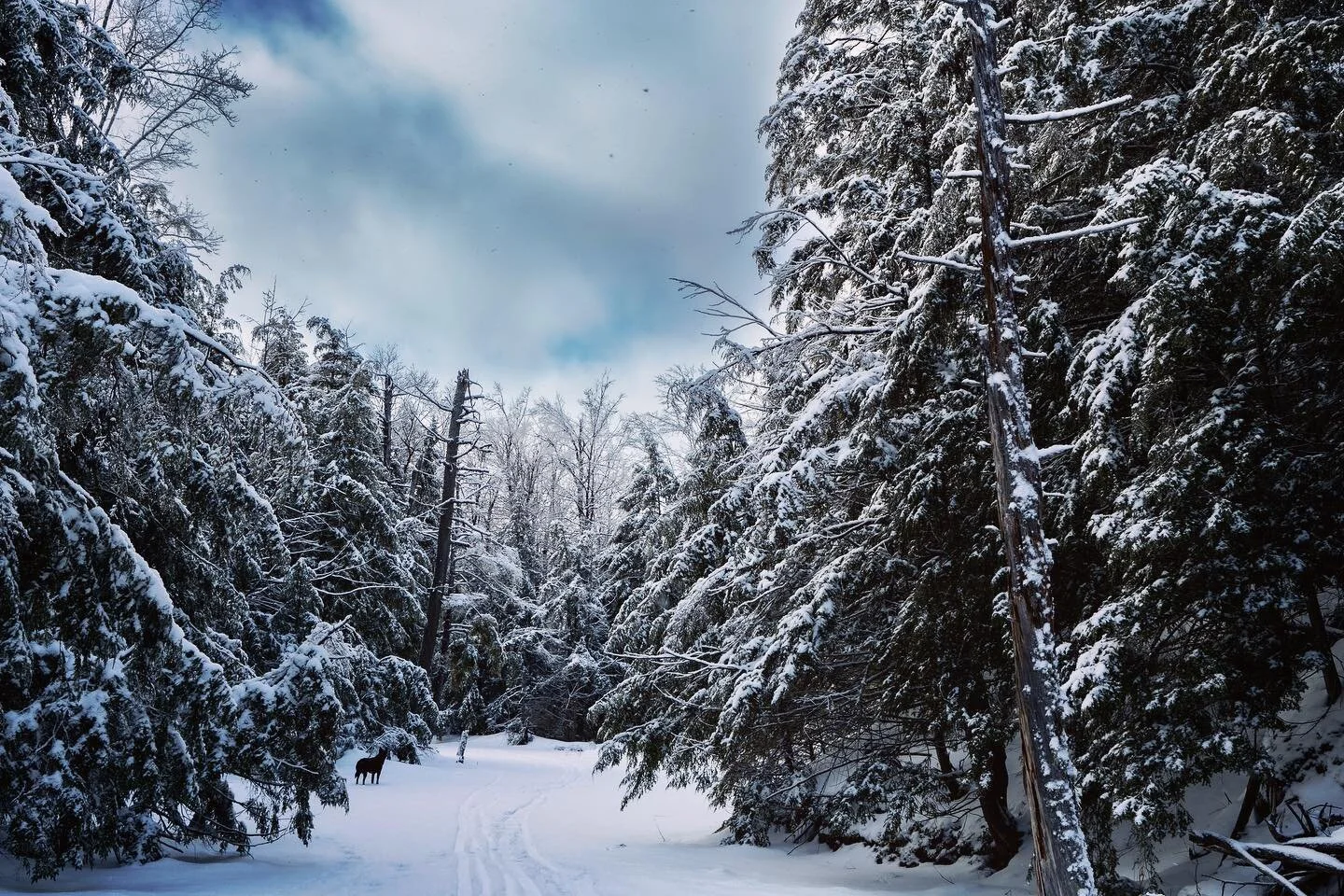 Paradise ☃️
.
.
.
.
#gatineaupark #winter #backcountry #backcountryskiing #canada #quebec #getoutside #xcskiing