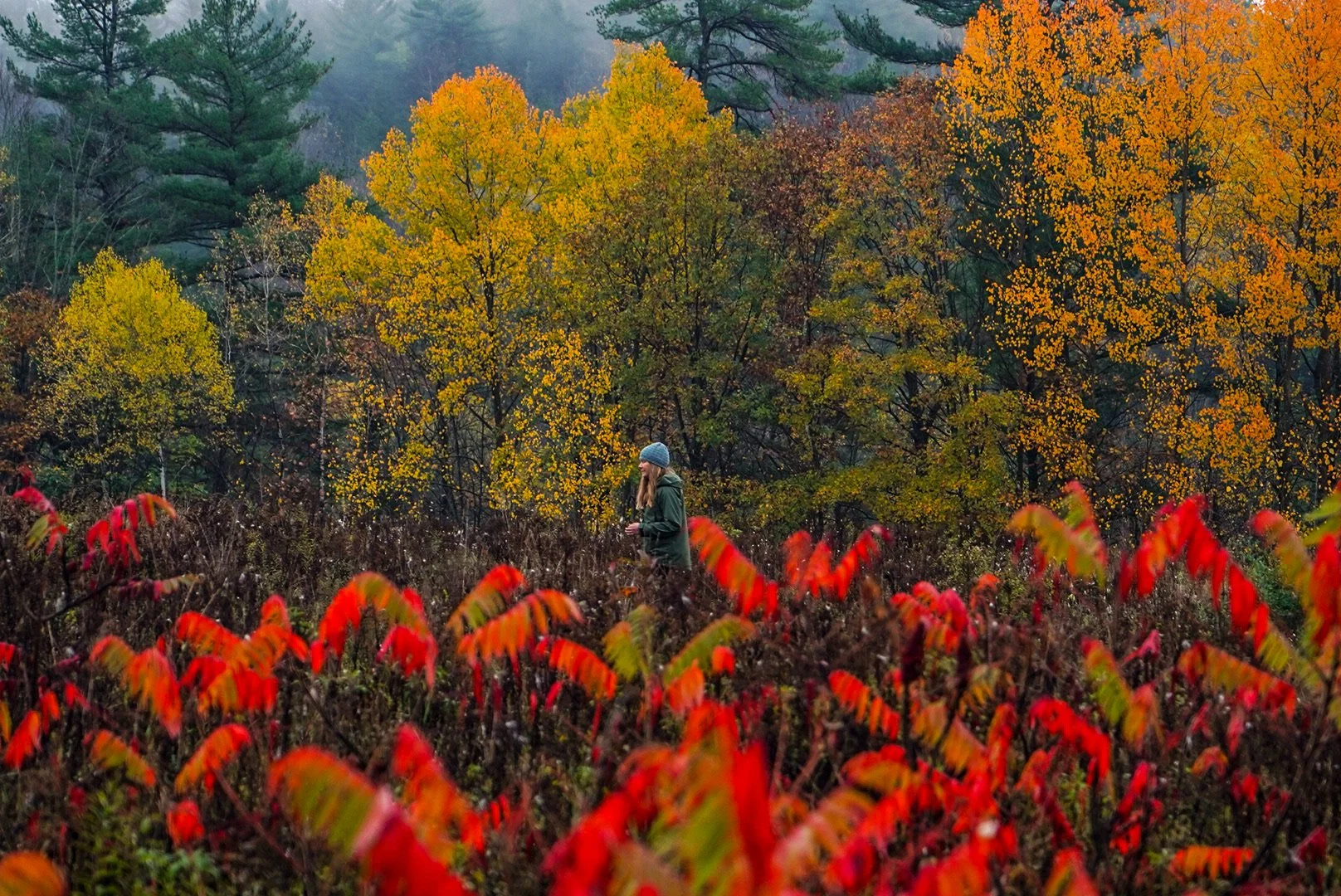 Autumn Colours by Dave Snow Steadii Creative