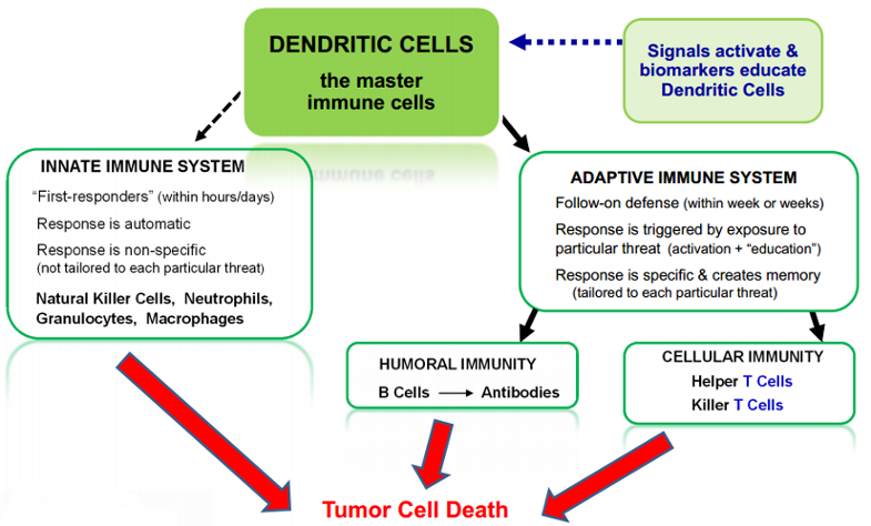 dendritic-cells1.png