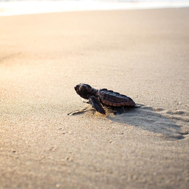 This little legend ain&rsquo;t got no time for Hurricane Dorian&rsquo;s games
⠀
⠀
⠀
⠀
#florida #seaturtle #lovefl #hurricanedorian #aquatech #aquatech_imagingsolutions #nikon #d750 #photooftheday #instagood #centralflorida #floridatoday #oceanminded 
