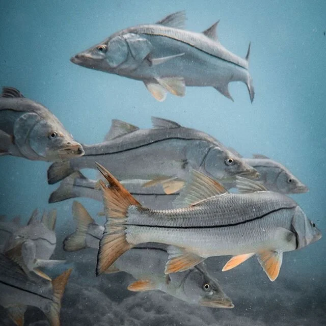 One fish, two fish, red fish, blue fish? ⁣
⁣
⁣
⁣
⁣
⁣
⁣
#darkseas #eastcoastdivision #fishing #florida #visitflorida #nikon #d750 #aquatech_imagingsolutions #oceanminded #ocean #oceanview #sebastianinlet #visitfl #centralflorida #freediving #moodygram