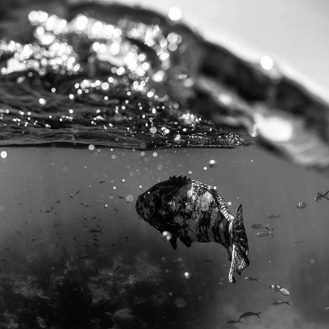 Black and Whites from the Briny Blue⁣
⁣
⁣
⁣
⁣
#darkseas #eastcoastdivision #blackandwhitephotography #blackandwhite #ocean #oceanview #aquatech_imagingsolutions #aquatech #nikon #d750 #natgeowild #lovefl #raen #handmadefortoday #moodygrams #oceanmind