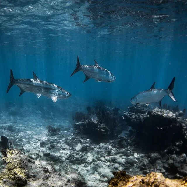 The three amigos ⁣
⁣
⁣
⁣
#darkseas #eastcoastdivision #floridakeys #tarpon #freediving #sherwoodscuba #aquatech #nikon #d850 #oceanphotography #stokedwhensoaked #aquatech_imagingsolutions #lovefl #visitflorida