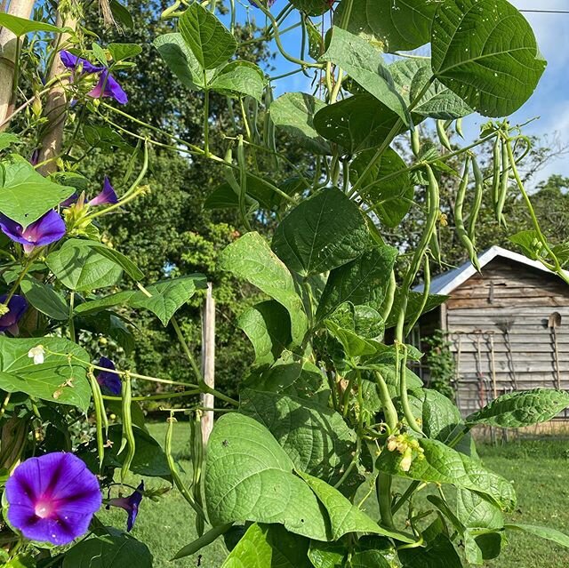 Some views of my garden this morning. It hasn&rsquo;t been easy, but having some extra time during quarantine to get this going made all the difference. I&rsquo;m pretty proud of how it&rsquo;s going so far! Anyone want some peppers??