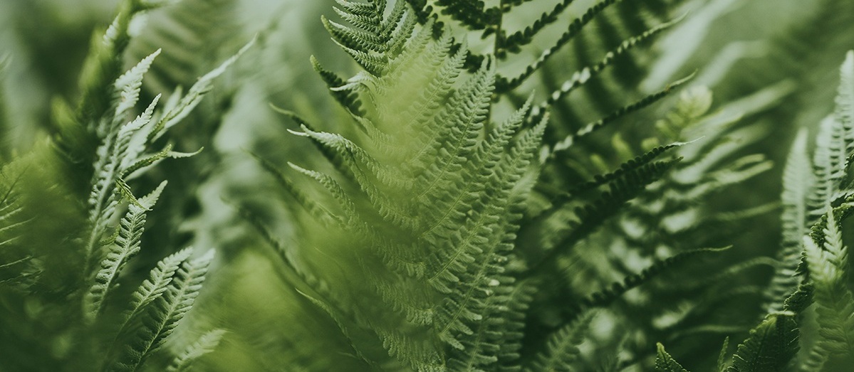 Tree.jpg