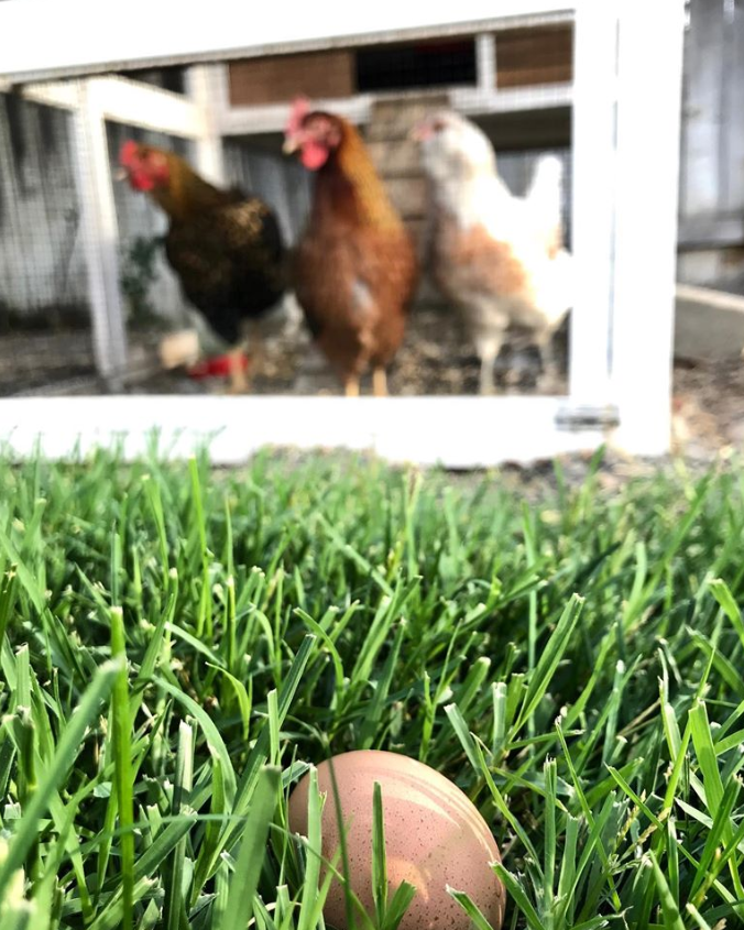 Picture of our backyard chickens and an egg they laid.