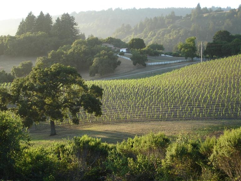 Vineyard+%26+Oak+Tree+7-13-09.jpg