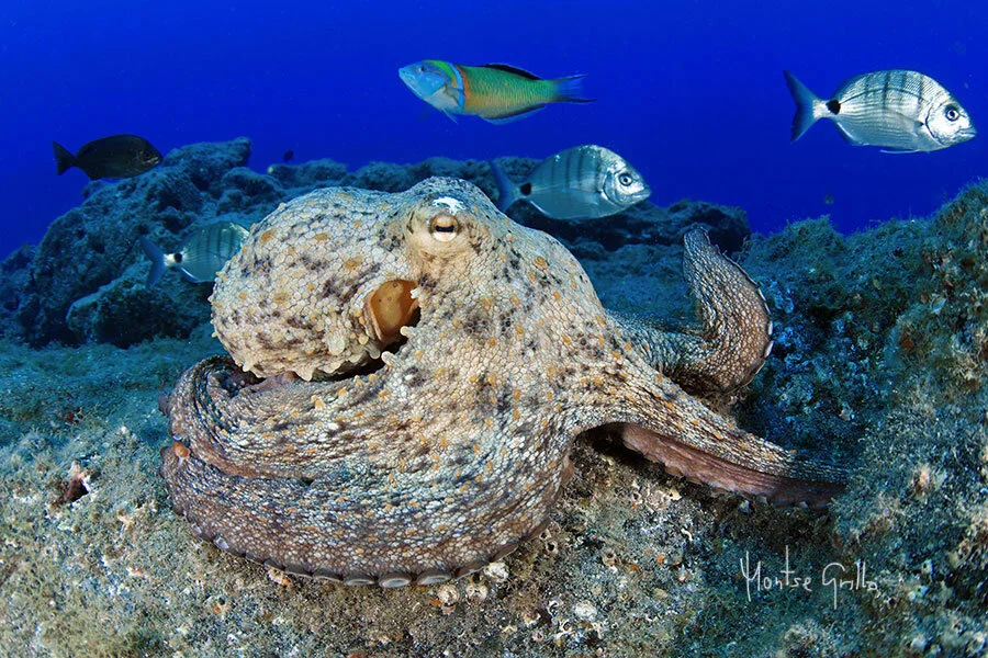 Copyright Montse Grillo and allowance for usage by One Two Dive