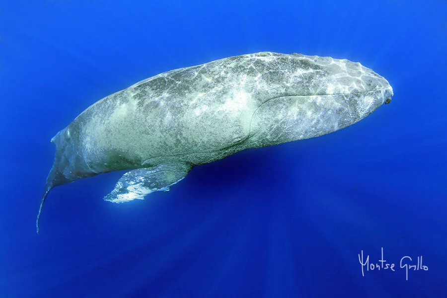 Copyright Montse Grillo and allowance for usage by One Two Dive