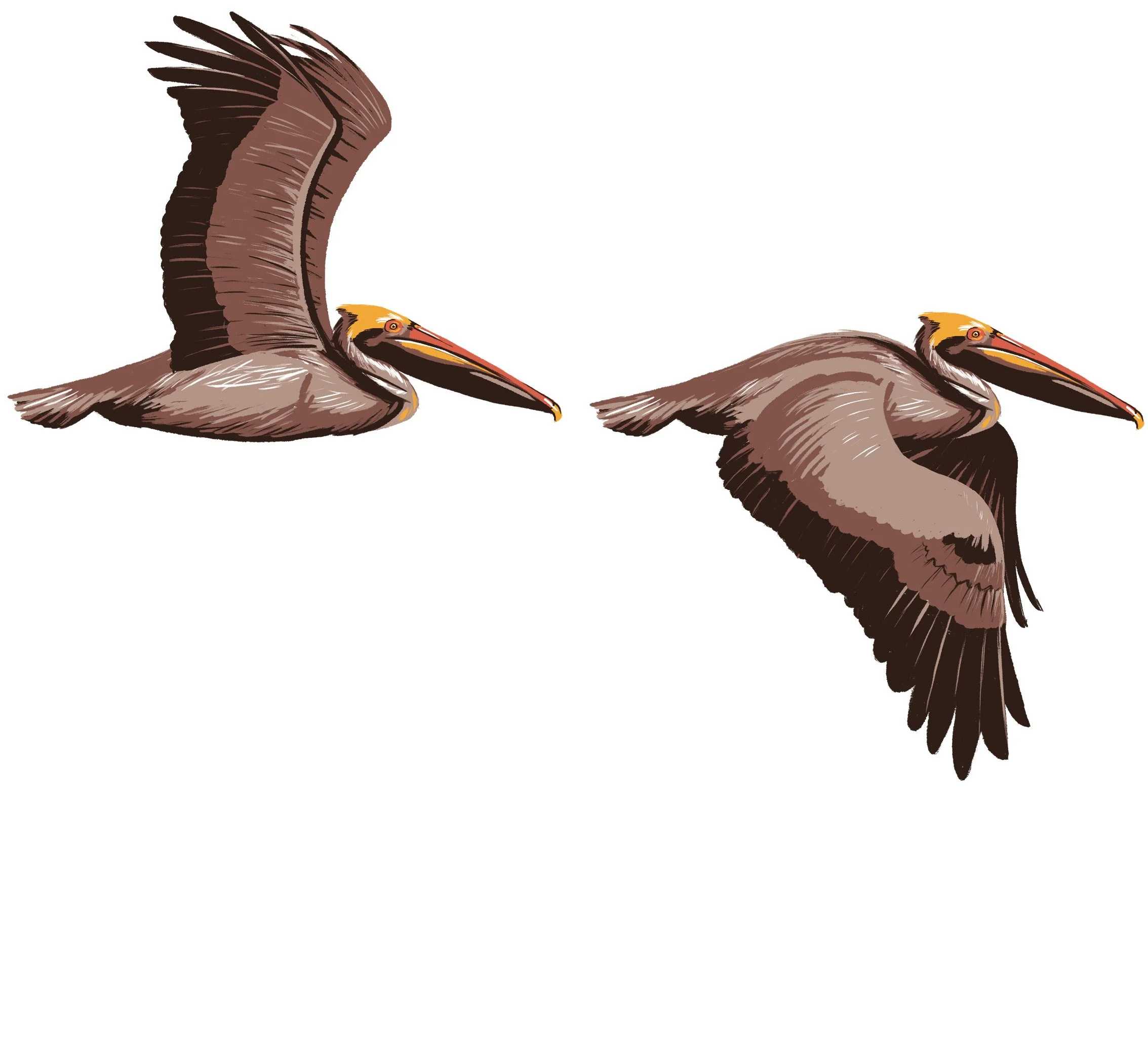 DLCD-pelican.jpg
