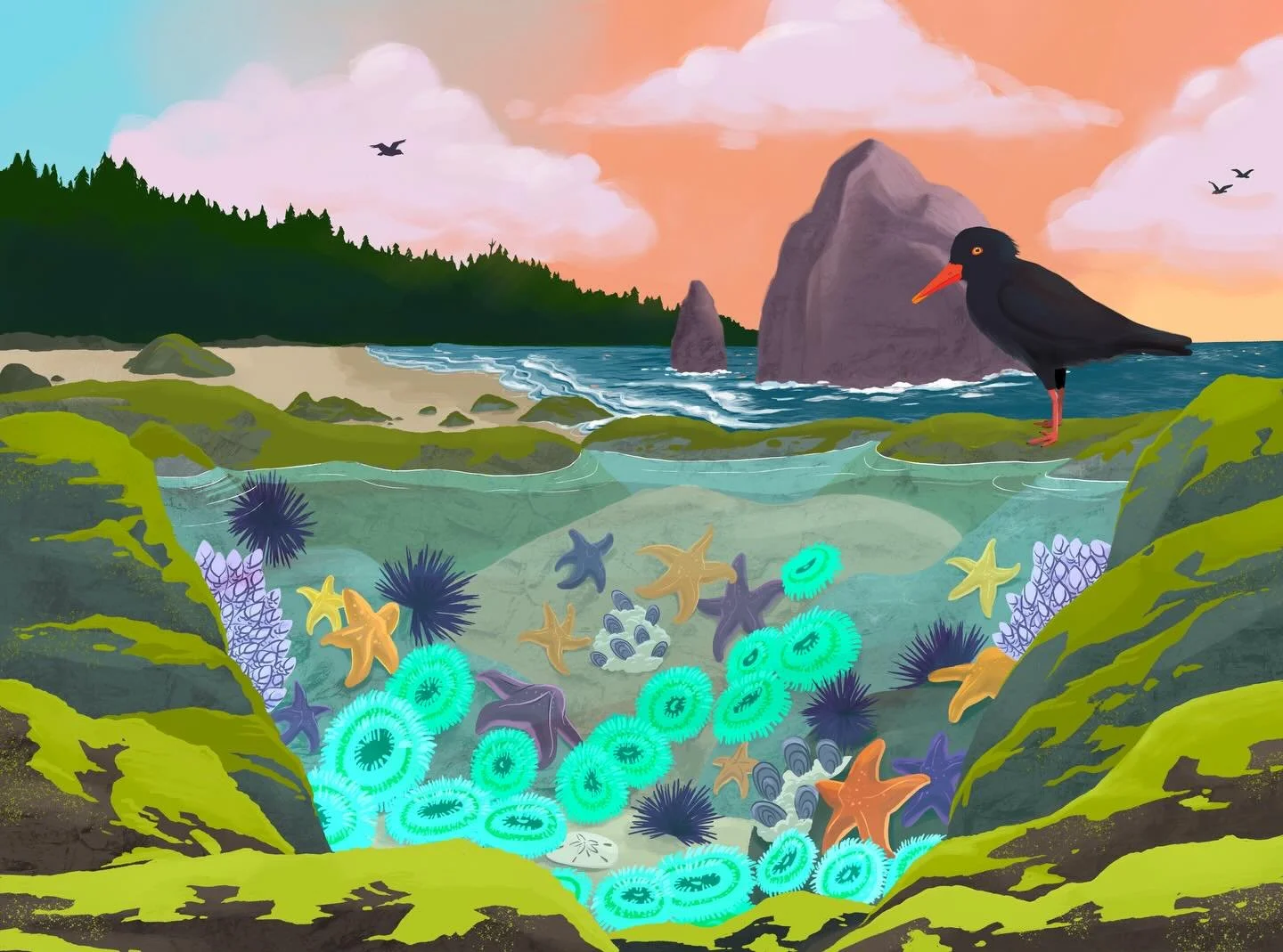 Friends I need your opinions! In the first edition of the Tidepool art i drew the wrong subspecies of oystercatcher (I drew east coast; obviously should have been west coast). Yes as a birder this was a mortifying mistake..clearly i don&rsquo;t bird 