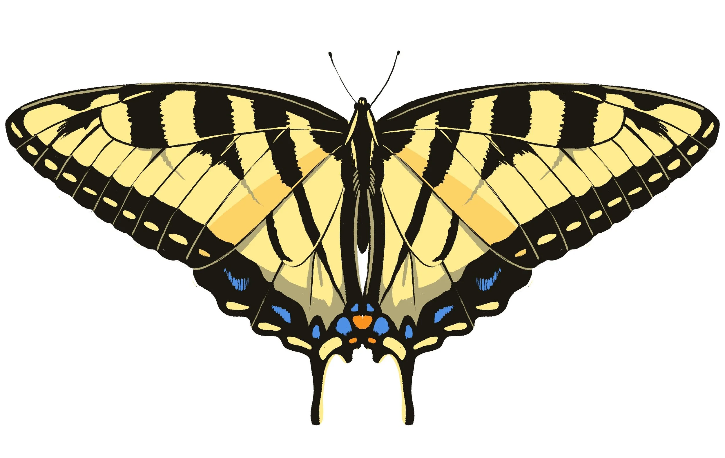 Topaz-Swallowtail-R1-5.20.26.jpg