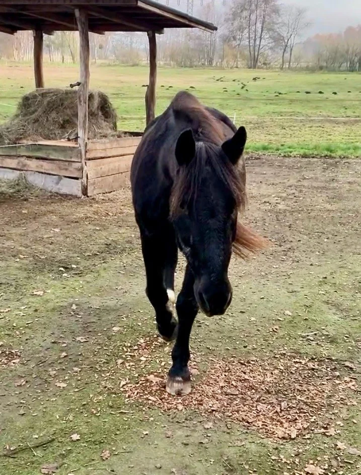 Im Gehen klärt sich der Weg.