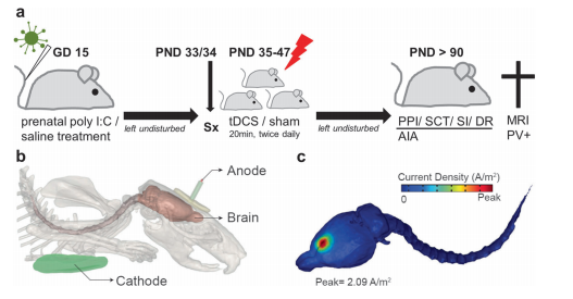 New Paper: Prevention of schizophrenia deficits via non-invasive adolescent frontal cortex stimulation in rats