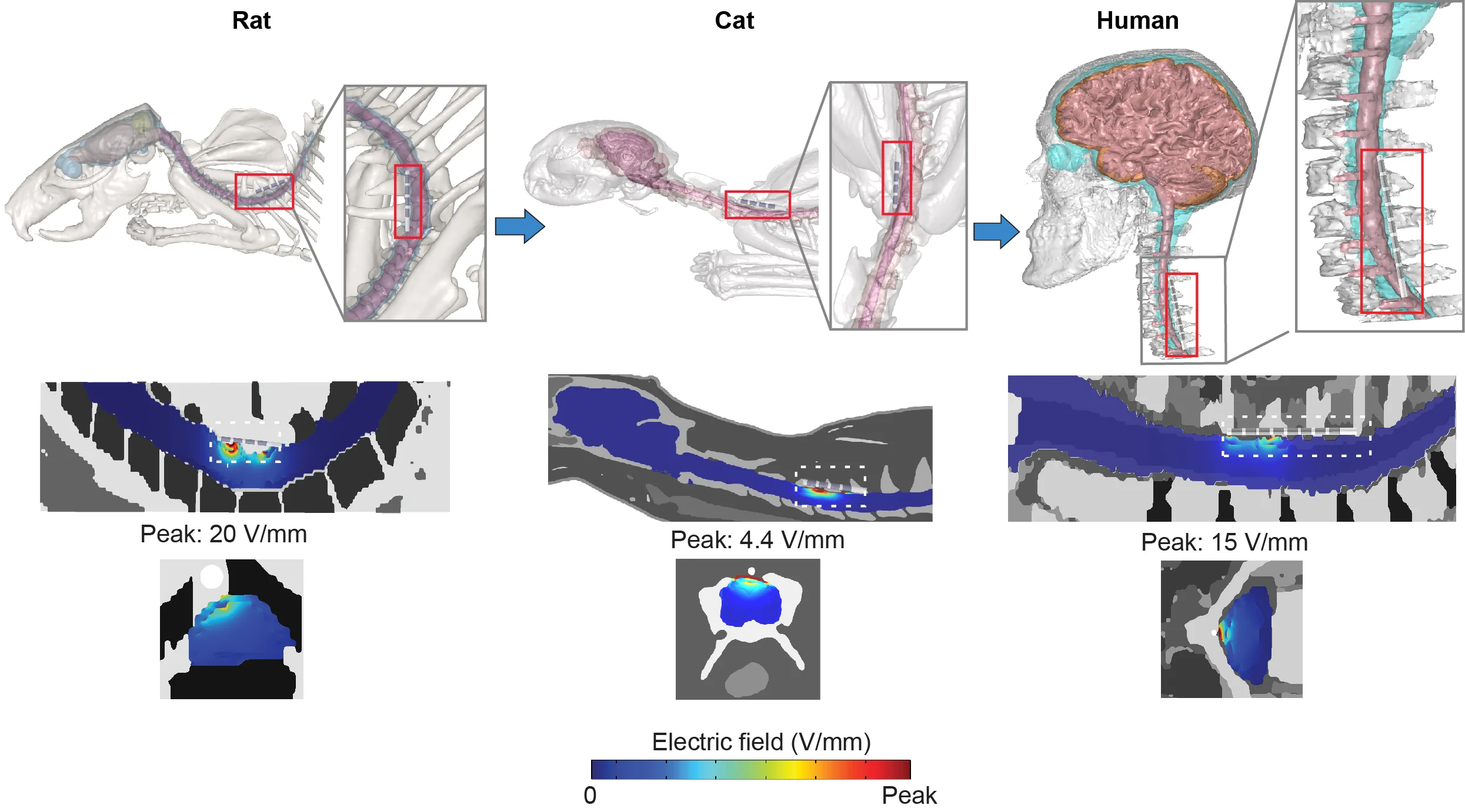 New Paper: The Quasi-uniform assumption for Spinal Cord Stimulation translational research