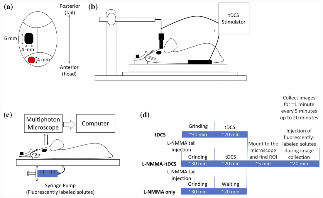 New Paper: In Vivo Modulation of the Blood–Brain Barrier Permeability by Transcranial Direct Current Stimulation (tDCS)