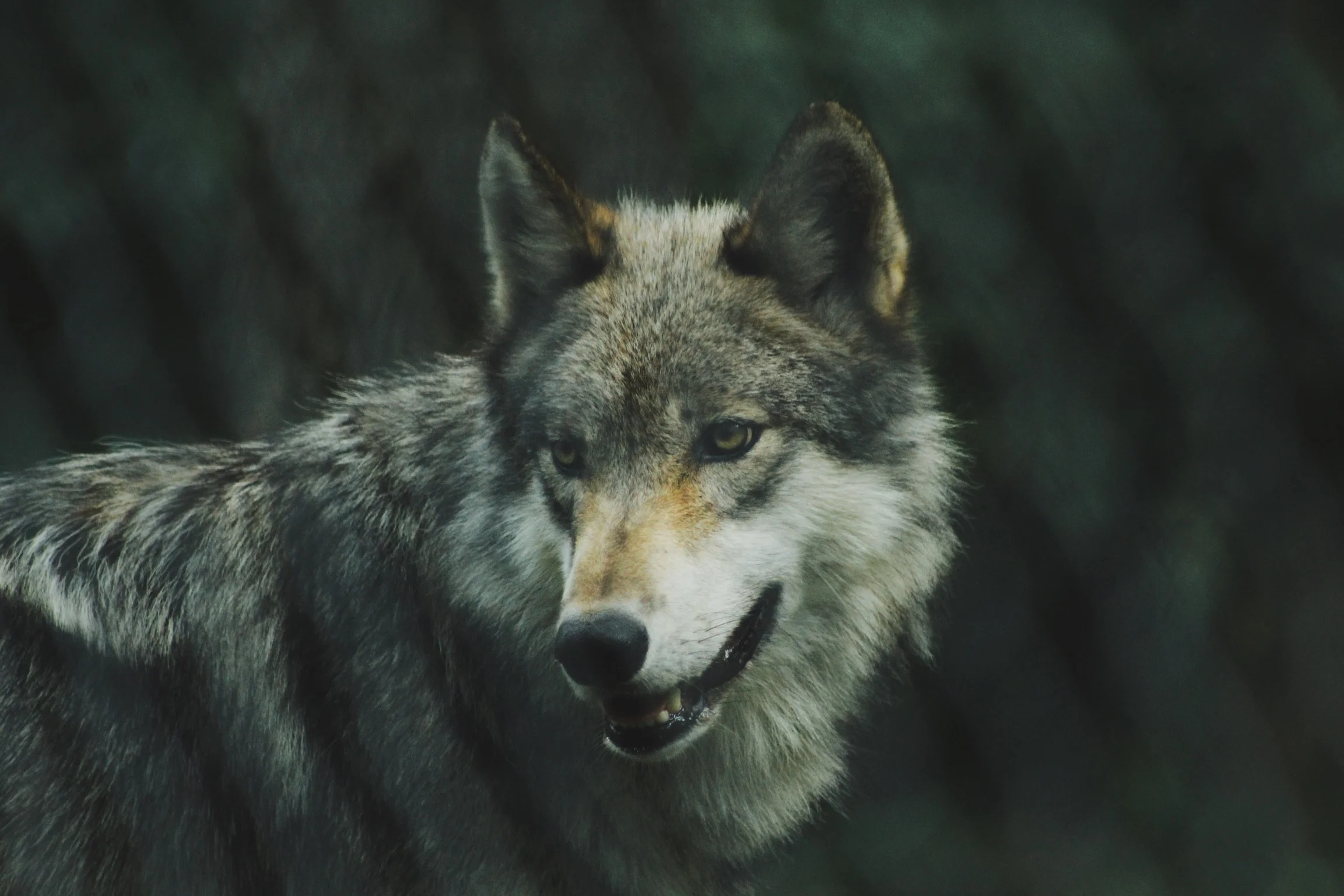 The Story of Two Wolves