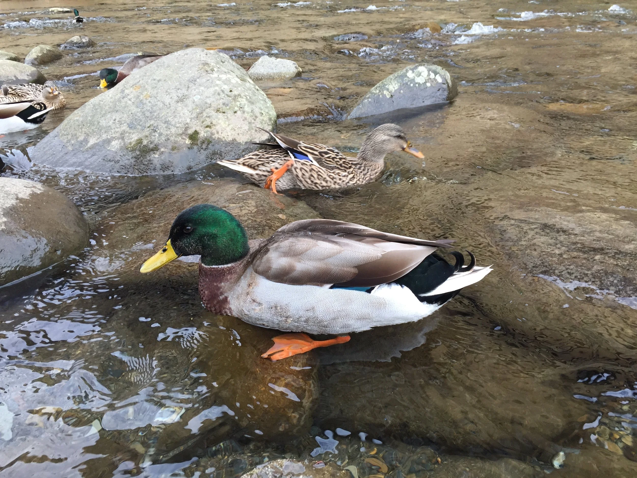 IMG_3872.jpeg