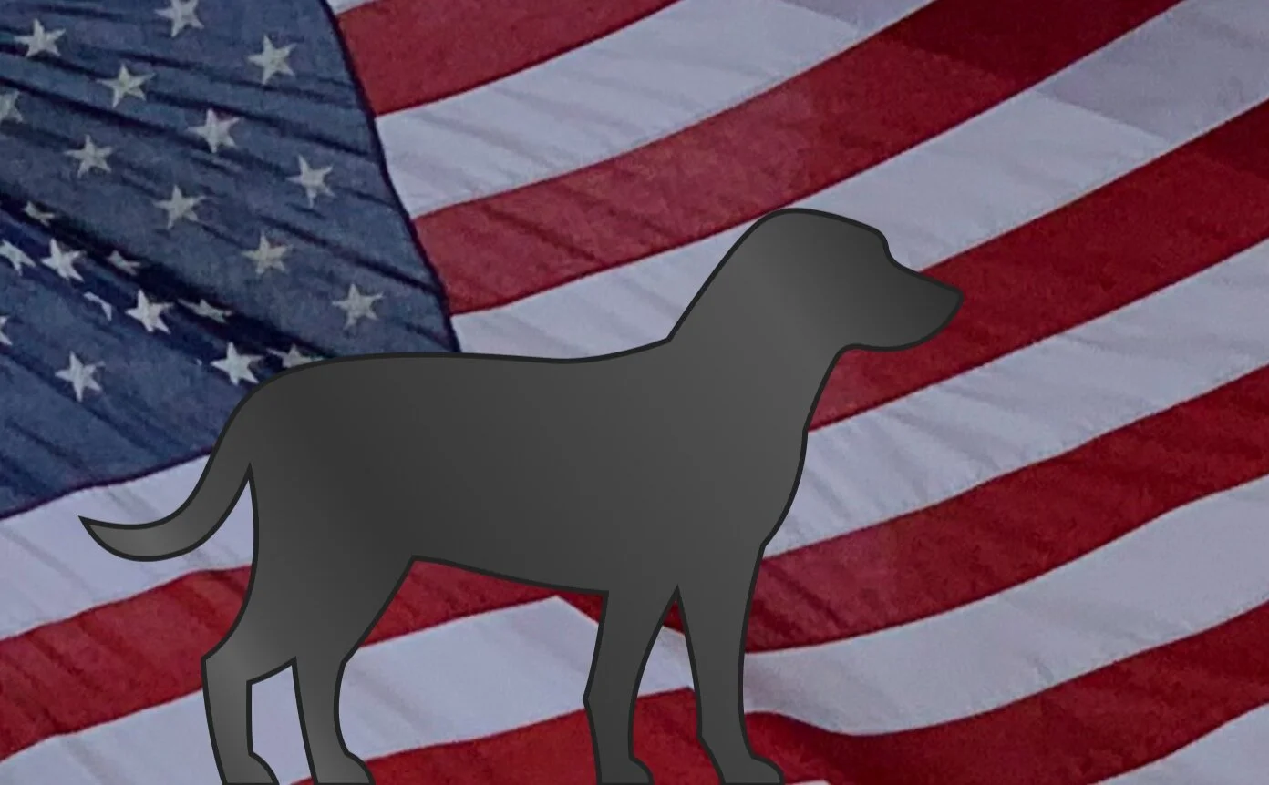 Why Are We Barking?