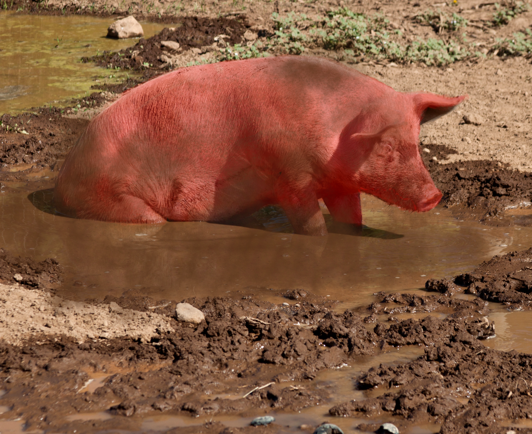 ‘Like Pigs Wallowing In Mud’