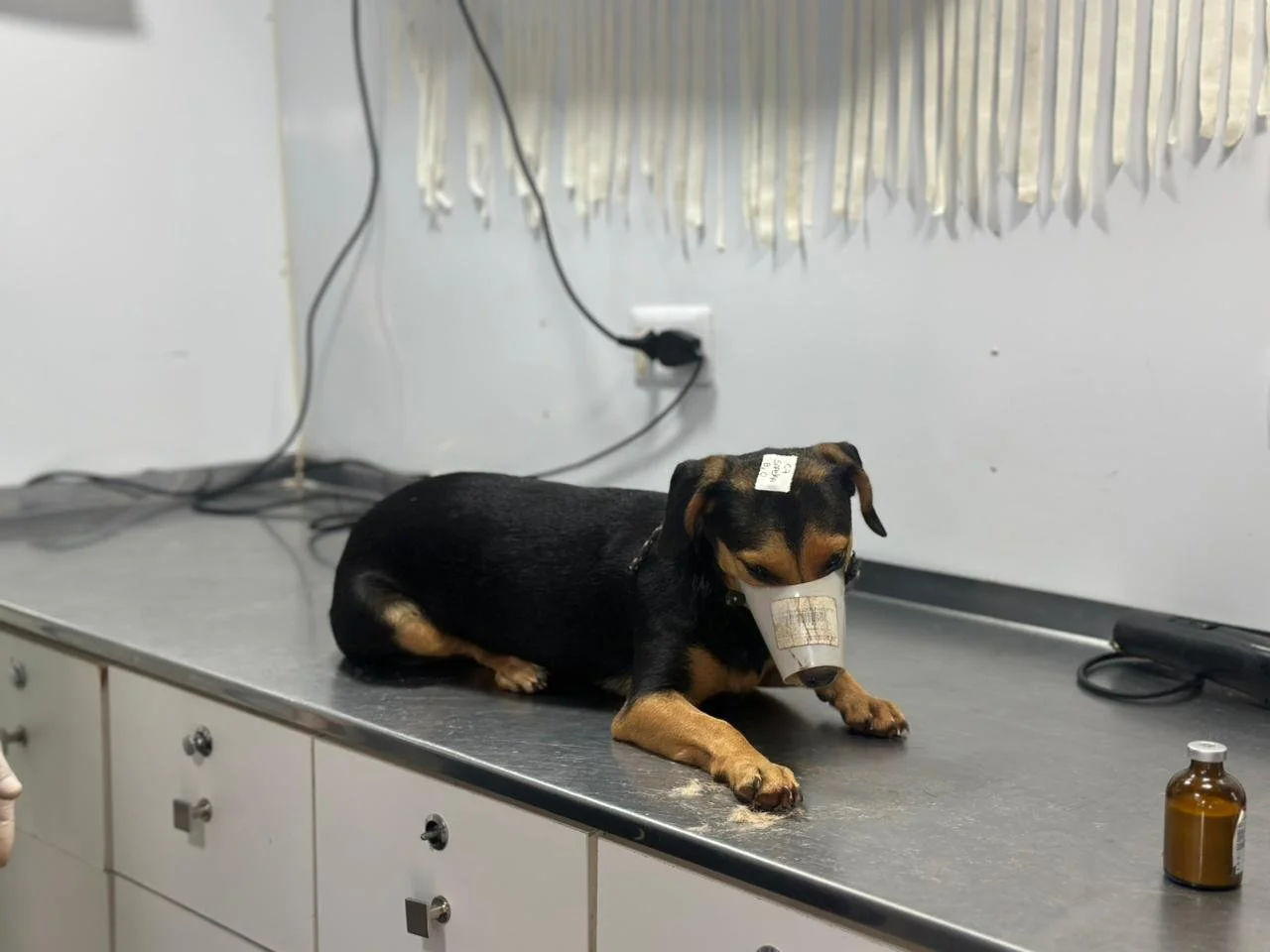 Caravana da castração ddos (3).jpeg