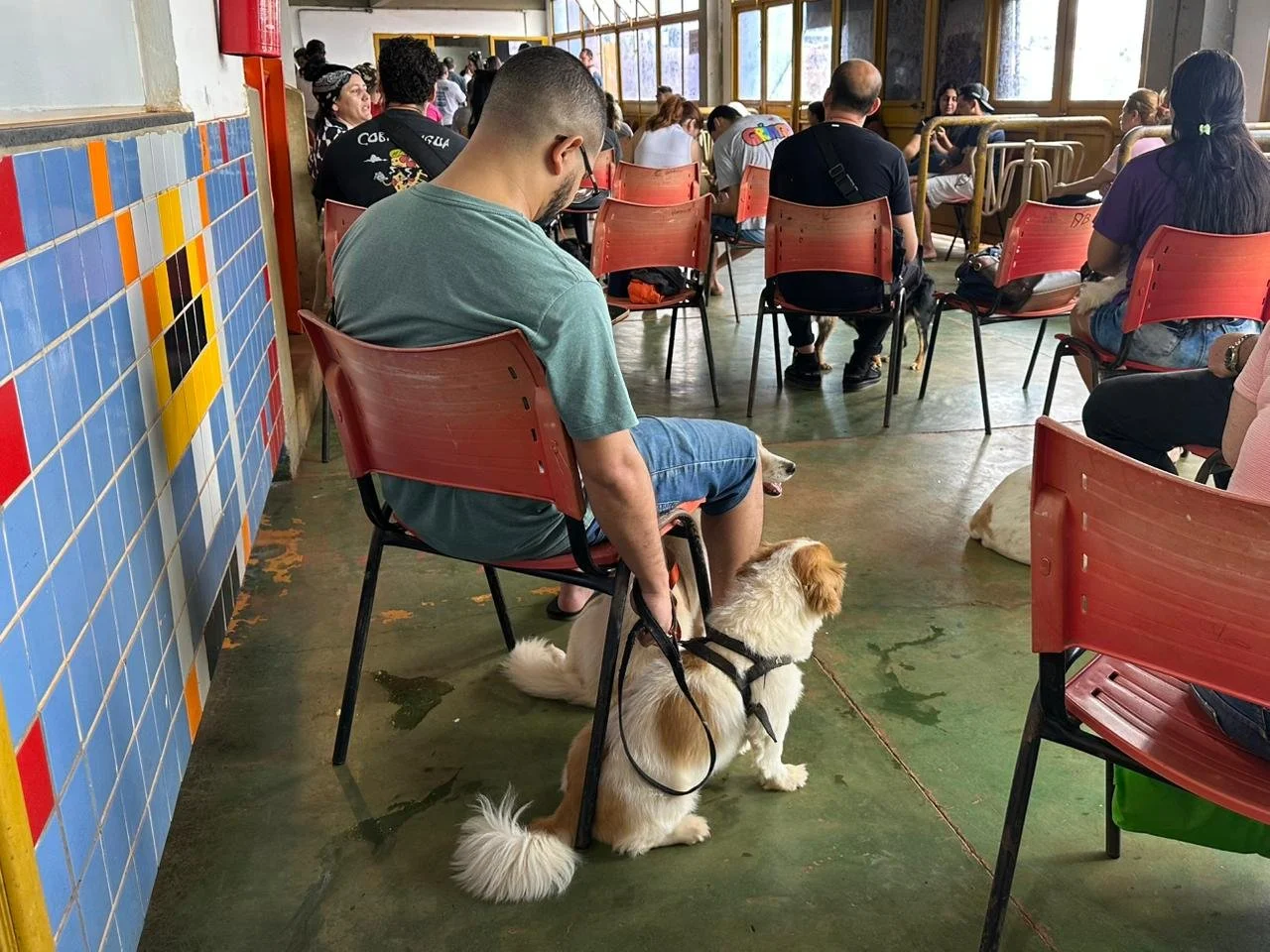 Caravana da castração ddos (8).jpeg