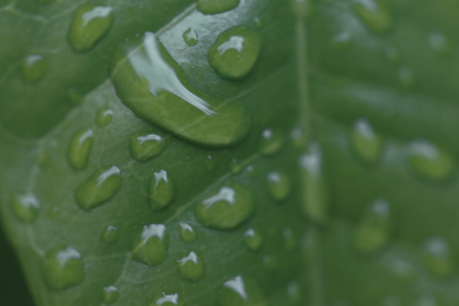 6961001126233051937_IMG_2046 copy.jpg