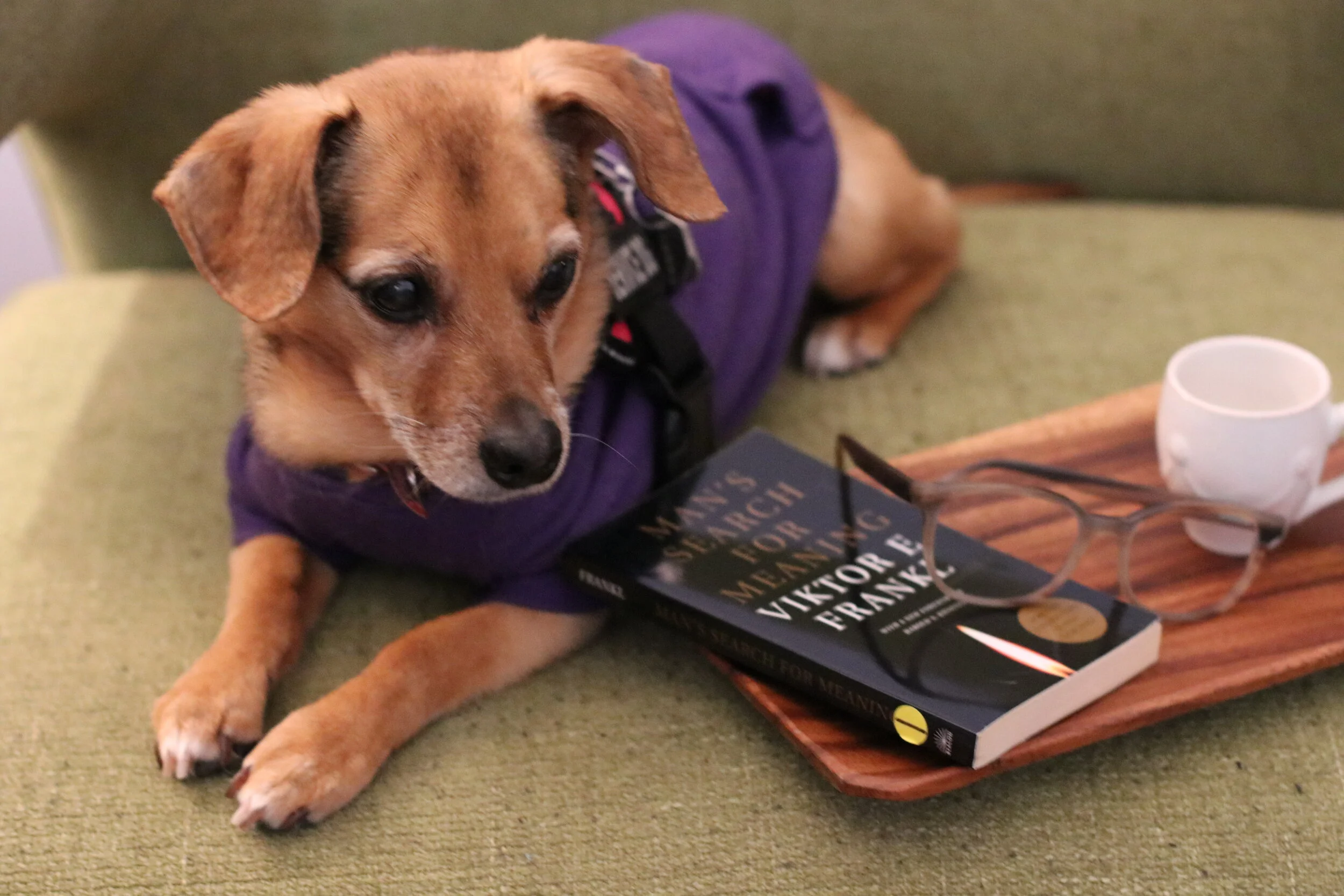 Lucy is a faithful co-therapist sharing empathy and connection with everyone.