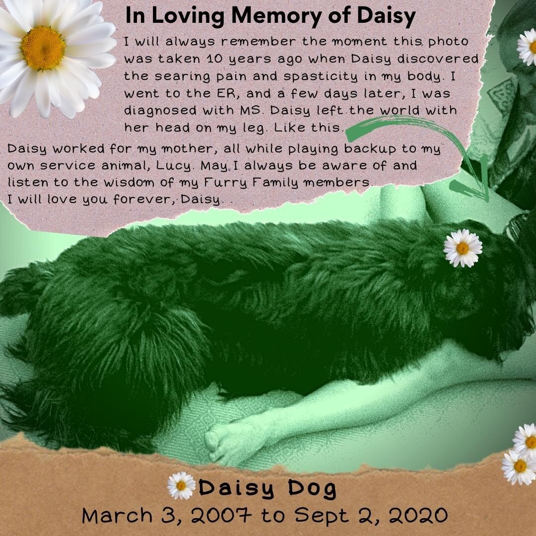 This beautiful being left her body yesterday with her head on my leg, just as she did in this photo 10 years ago. Thank you for your service, Daisy! You will be loved forever and beyond.
 #disabledduo #servicedogs #serviceanimals #accessibility #disa