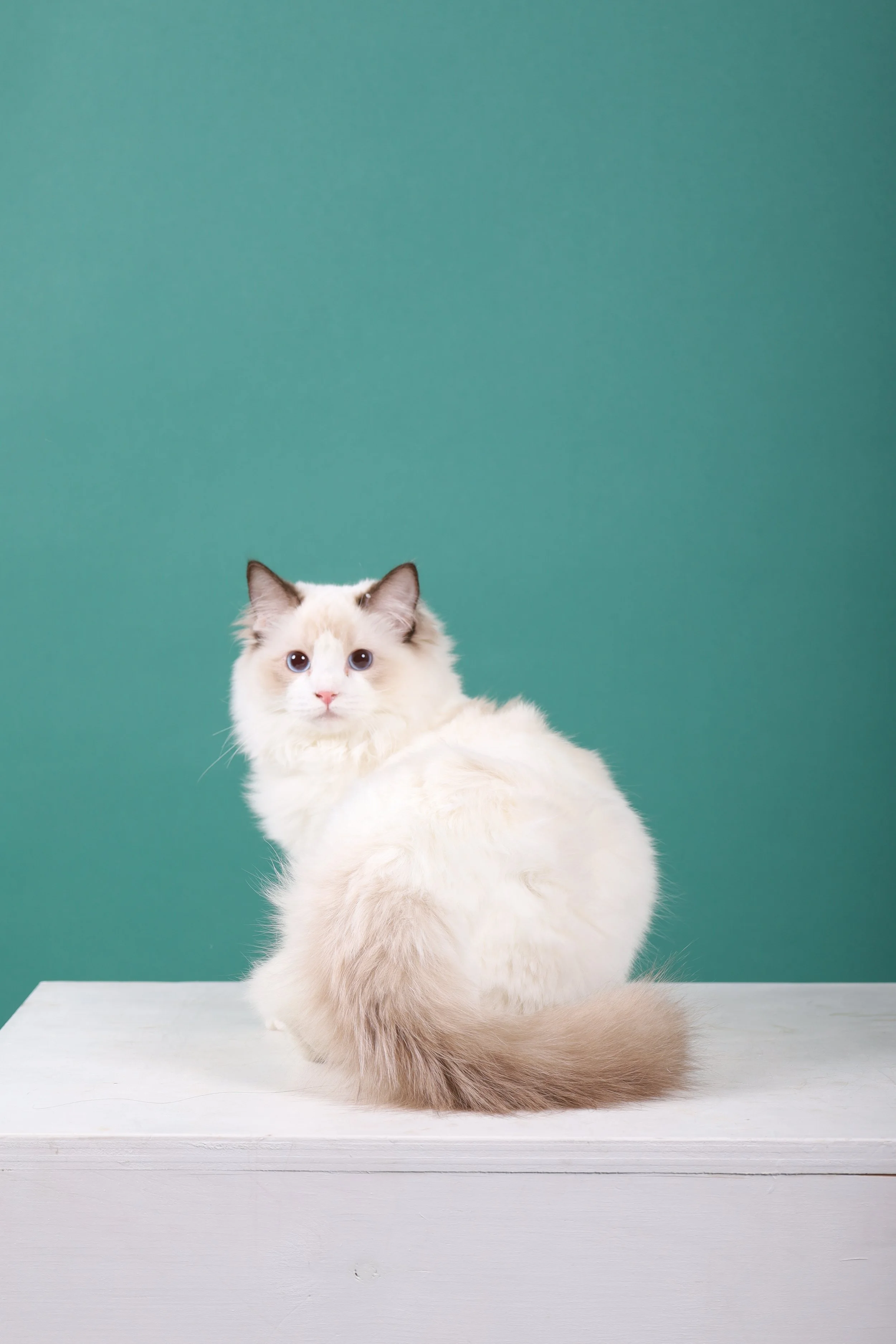 MAJESTIC.jpg