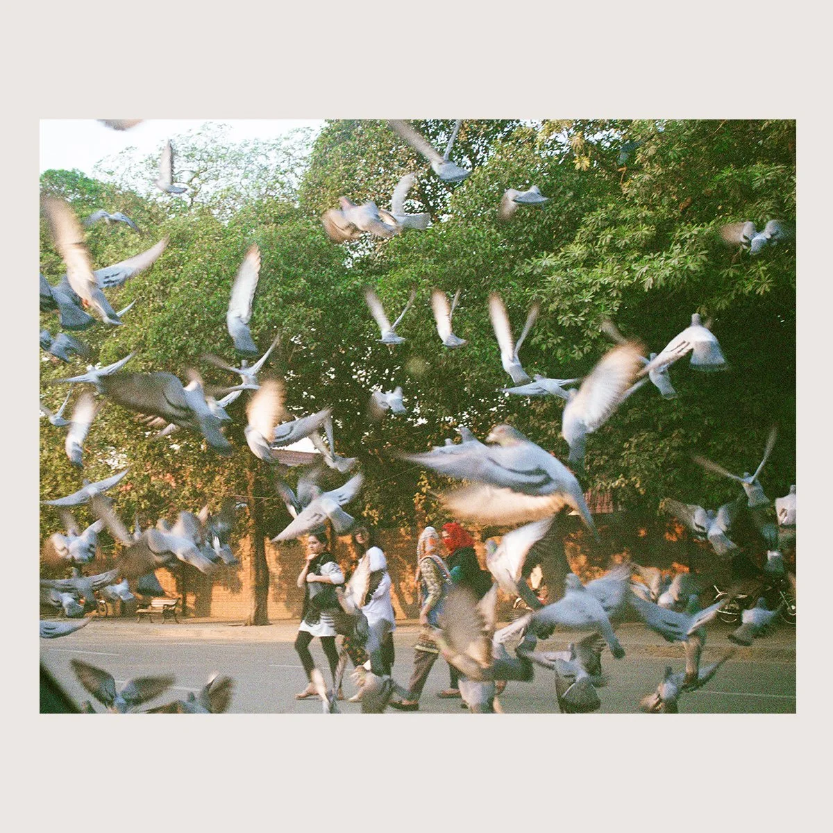 Flock. Lahore, Pakistan 2017 on 35mm