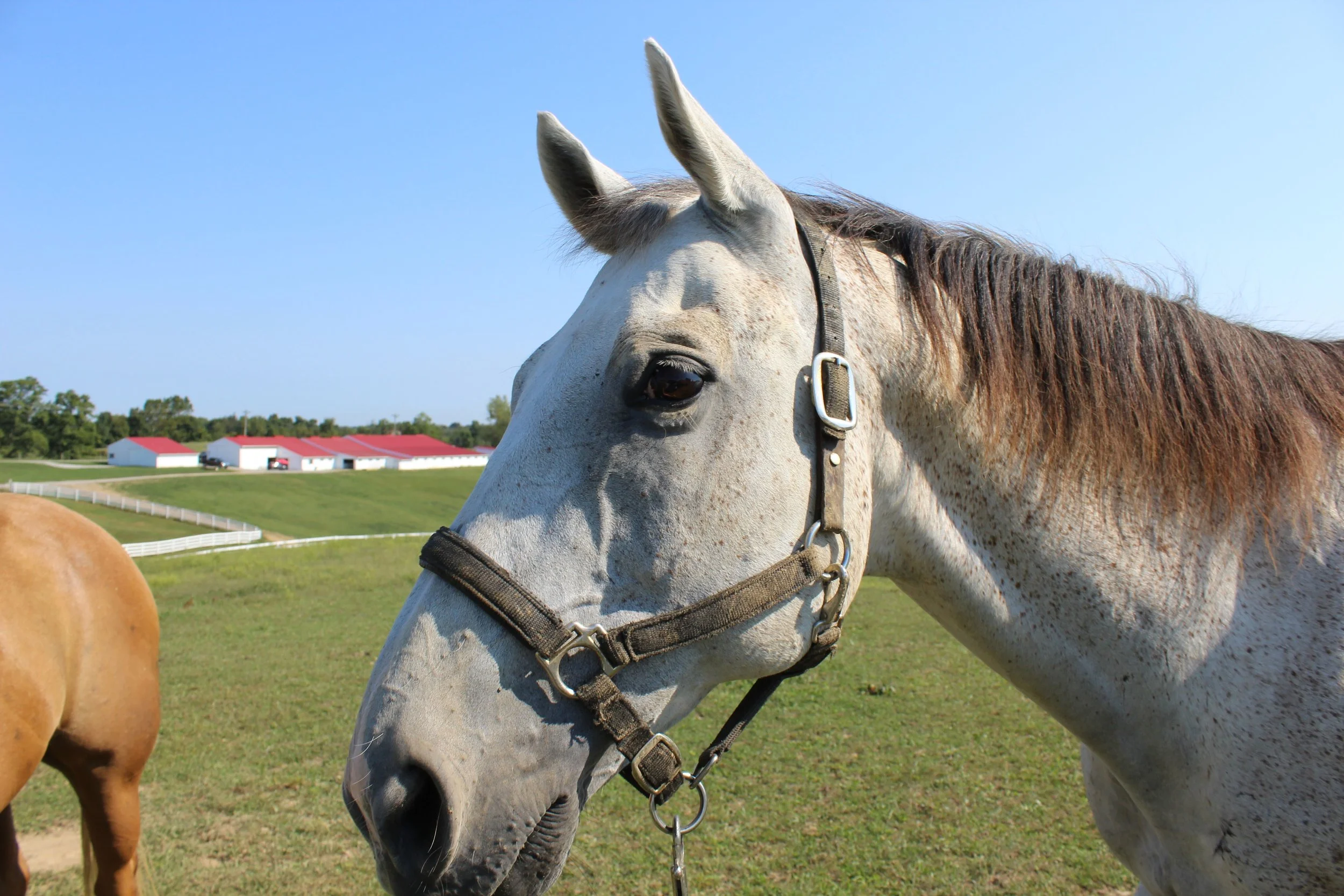 Equine Facility Manager Clinic- CHA