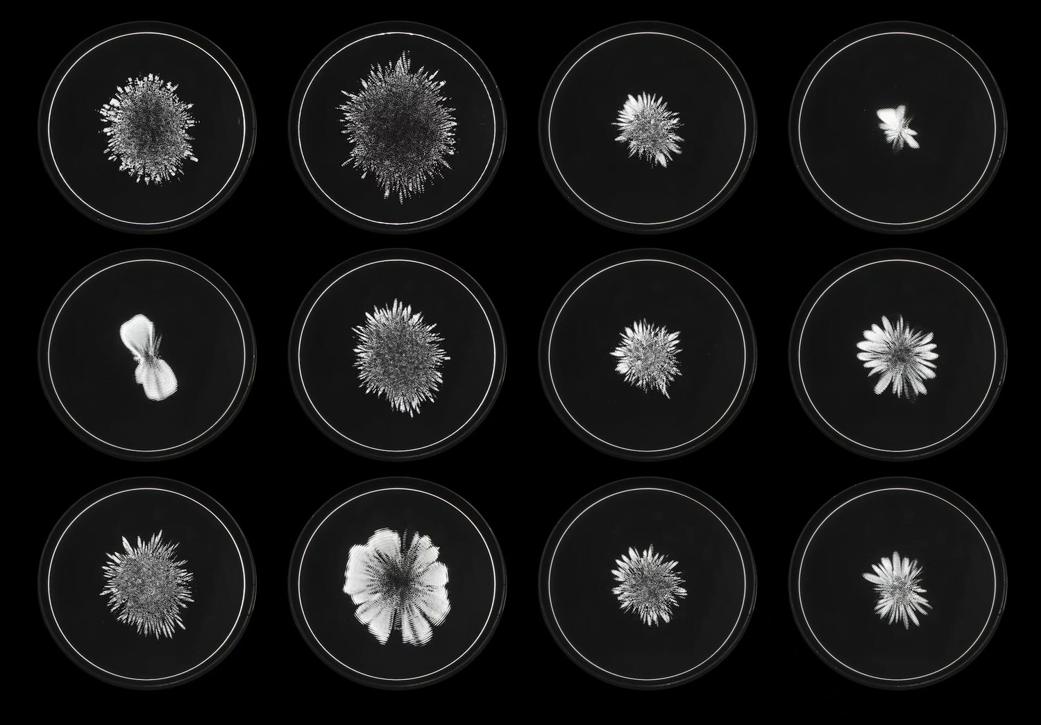 Ripple Effect — Dorsey Bromwell Kaufmann