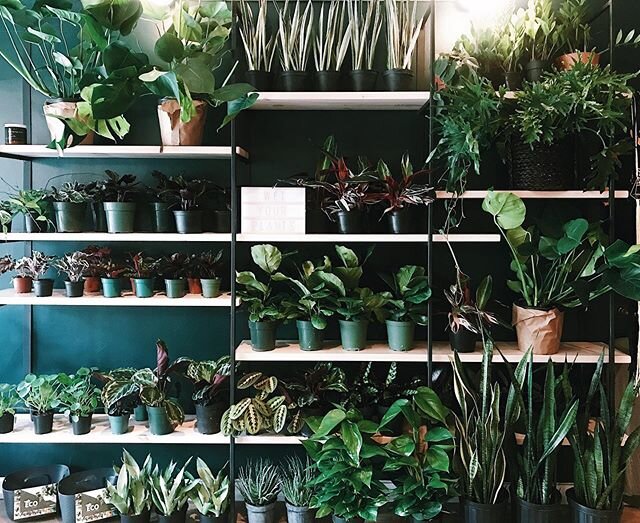 @deep_rooted_co jungle looking MIGHTY fine on this Monday morning ! ... &bull;
&bull;
Plants have been proven to brighten your mood / ease anxiety / and clean the air in your home... all things we could use a little more of right now! &bull;
&bull;
D